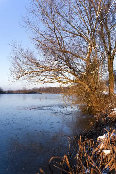Donmuş gölün yanında bir ağaç olan kış manzarası