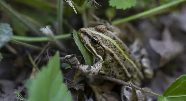 A small frog is standing on a green forest floor