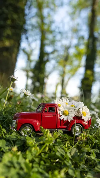 Κόκκινο Ρετρό Αυτοκίνητο Μεταφέρουν Μαργαρίτα Λουλούδια Στο Δάσος Royalty Free Φωτογραφίες Αρχείου