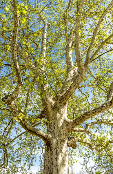 Прекрасне Старе Велике Дерево Громадському Парку Весну Ліцензійні Стокові Фото