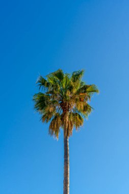 Güzel palmiye ağacı açık mavi gökyüzüne karşı dikey arkaplan