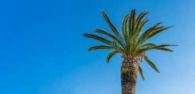 Açık mavi bir arkaplan üzerinde güzel bir palmiye ağacı