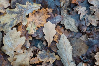 Eski kurak sonbahar yapraklarının orman zeminine düşüşünün üst görüntüsü