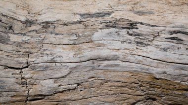 Eski kırık çam ağacı gövdesi dokusu arka planı