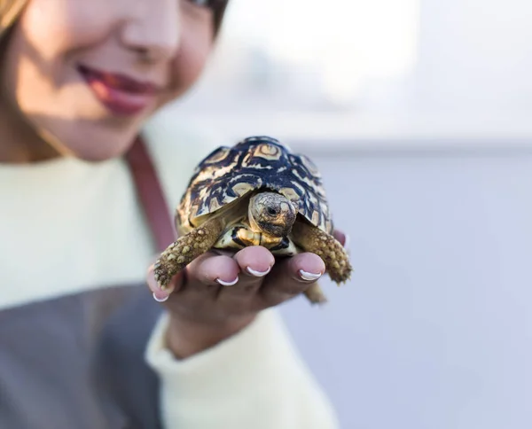 Pretty Latin Woman Tortoise Pet — Stock Photo, Image