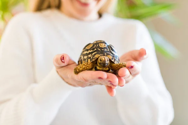 Young Adult Pretty Blonde Woman Holding Tortoise Pet Concept — Stock Photo, Image