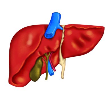 İnsan organı anatomisi arka taraftaki karaciğer parçası