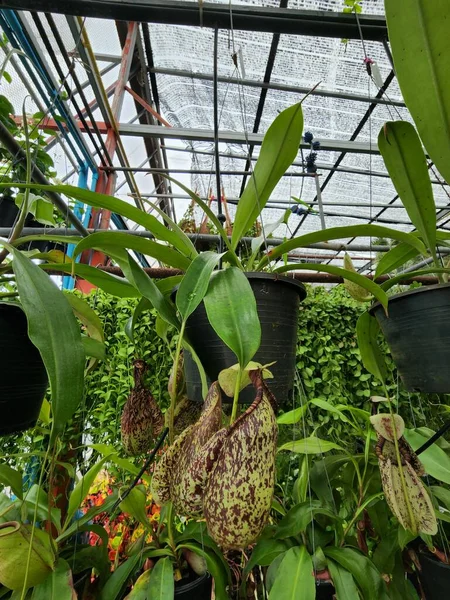 Nepenthes Bicalcarata Planta Insectívora Una Enredadera Aglutinación Pequeño Arbusto Punta — Foto de Stock
