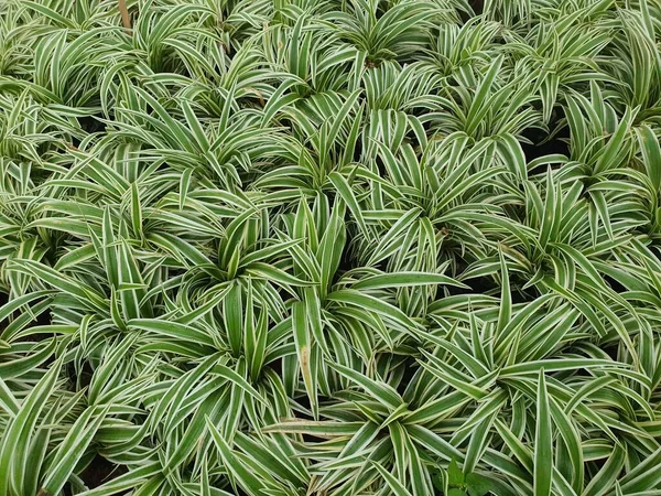 Chlorophytum bichetii is a succulent plant with white underground rhizomes. The slender, green leaves have a white side edge. It is popularly planted as an ornamental plant in the garden.