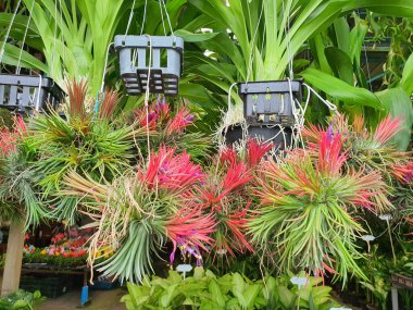 Aechmea fasciata süs ve toksin emen bir bitkidir. Genellikle evleri ve ofisleri dekore etmek, parlaklığı artırmak ve havayı tazelemek için kullanılır..