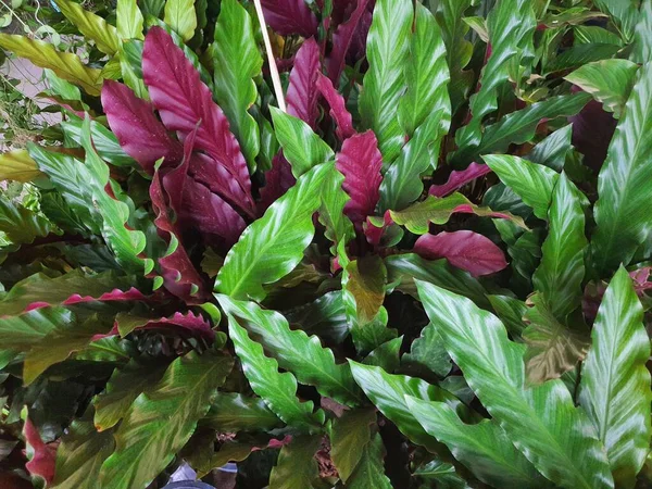 カラセアは陸生植物の円錐形のキャノピーです 幹は地下にあり 単一の根茎です 紫緑色の葉の後ろに濃い緑色の底観賞用植物として一般的に植えられています ストック画像