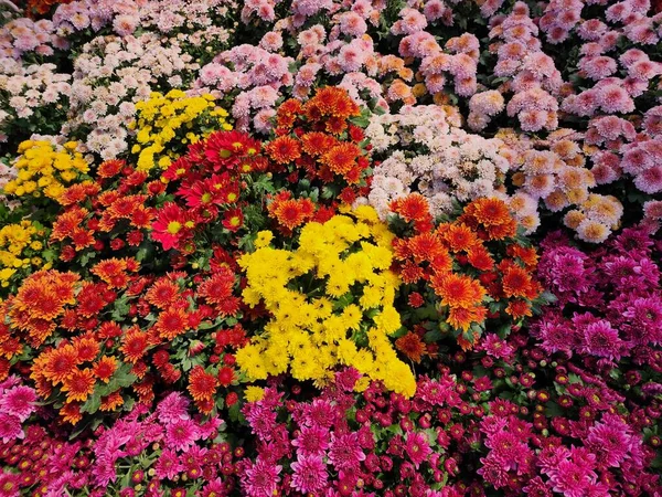 Chrysanthemum There are many species and there are many colors, single-petaled and multi-petaled. It is popularly planted as an ornamental plant and arranges vases according to various festivals.