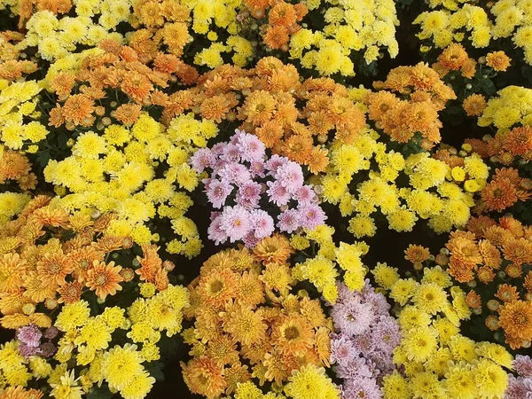 Chrysanthemum There are many species and there are many colors, single-petaled and multi-petaled. It is popularly planted as an ornamental plant and arranges vases according to various festivals.