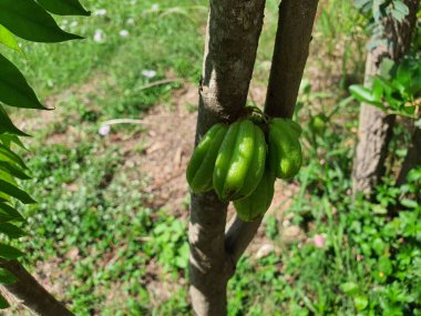 Averrhoa bilimbi is a monoecious tree with red flowers and green astringent fruit. Has properties as herbal medicine, used to make tea, cough syrup, contains vitamin C