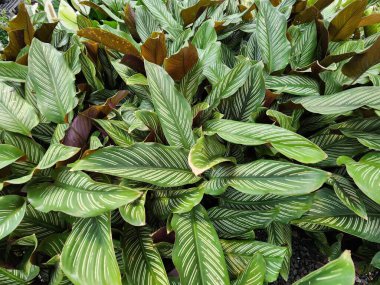 A herbaceous plant called Calathea magnificent has underground stems that grow into rhizomes. thick, dark-green leaf on top. It is a lucky plant that is grown in pots and put in gardens and houses.