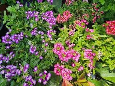 Herbaceous Verbena hybrida Groenl develops a bushy inflorescence. The blossoms are aromatic and come in a variety of colors. It is frequently grown as a ground cover and as a garden accent. clipart