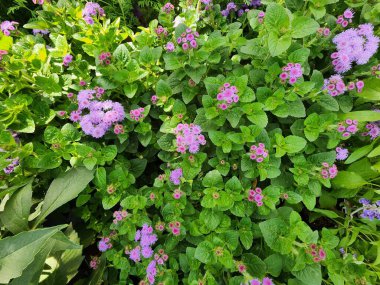 Ageratum houstonianum olarak bilinen kalp şeklinde bir çalı gövdesinin ucunda çiçek demetleri taşır. Her renkten çiçekler, bahçeler ve evler için süs bitkisi olarak yetiştirilir..