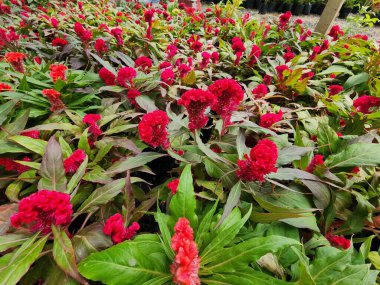 Wallpaper Celosia flowers, which resemble cockscombs, available in a variety of hues. It was once cultivated in the house and garden.