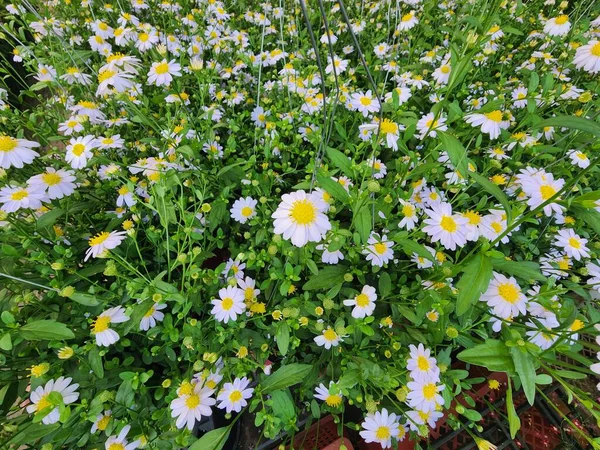 Herbaceous Shrub Argyranthemum Frutescens Plant All Year Long Flowers Variety — Stock Photo, Image