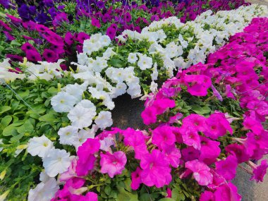 Güney Amerika, Petunia Hybrida veya Petunia 'nın orijinal evidir. Çiçekler hunileri andırıyor. Hoş renklere sahip tek ya da çift çiçek mevcuttur..