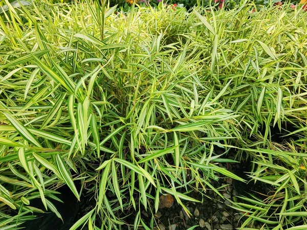 Afhankelijk Van Soort Pogonatherum Paniceum Een Plant Met Houtachtige Stengels — Stockfoto