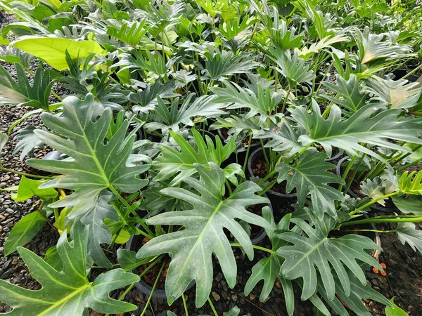Philodendron Xanadu Adı Verilen Yalnız Yeşil Bir Bitki Çiçeklerden Oluşan Stok Resim