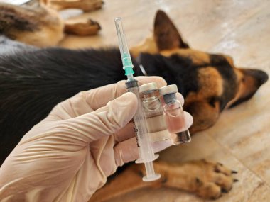 Six key canine diseases are covered by vaccines, which must be administered to dogs every year to maintain their health. should be increased once a year, annually clipart