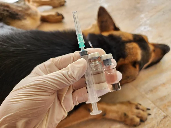 六种主要的犬类疾病都有疫苗 必须每年给狗注射疫苗 以保持其健康 应每年增加一次 每年一次 — 图库照片