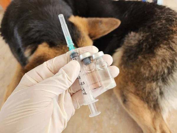 질병은 백신으로 있으며 건강을 유지하기 개에게 접종을 합니다 — 스톡 사진