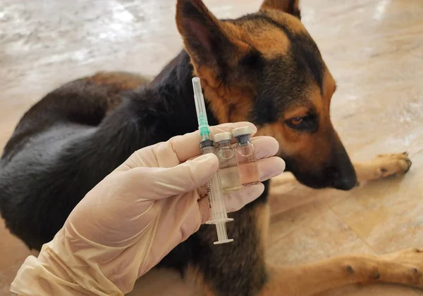 질병은 백신으로 있으며 건강을 유지하기 개에게 접종을 합니다 로열티 프리 스톡 사진