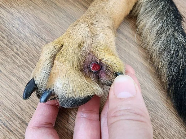 Infected dermatitis A bacterial infection on the skin and hair follicles in pets is what causes it. It is a persistent wound with pustules.