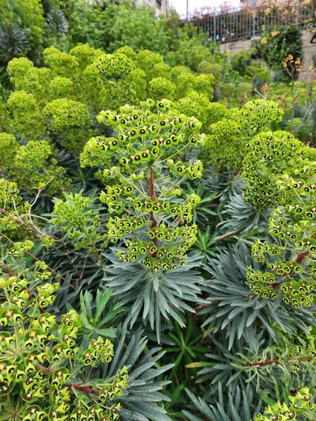 Euphorbia Ias Wulfenii Akdeniz Yetişen Güneşe Düşkün Yemyeşil Bir Çalılıktır — Stok fotoğraf