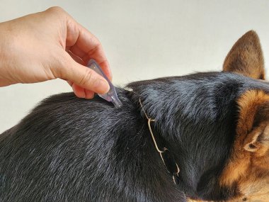 Pire ve kene ilaçlarını köpeklere uygula. Pire ve kenelerin önlenmesi ve yok edilmesi için etkili bir yöntemdir. Etkili başlangıç pire ve kene kontrolü ve önleme için başka bir seçenektir.