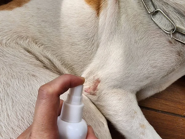 犬に見られる皮膚疾患は より多くのかゆみ 発赤を有する可能性があり 獣医師によって治療されるべきである ロイヤリティフリーのストック写真