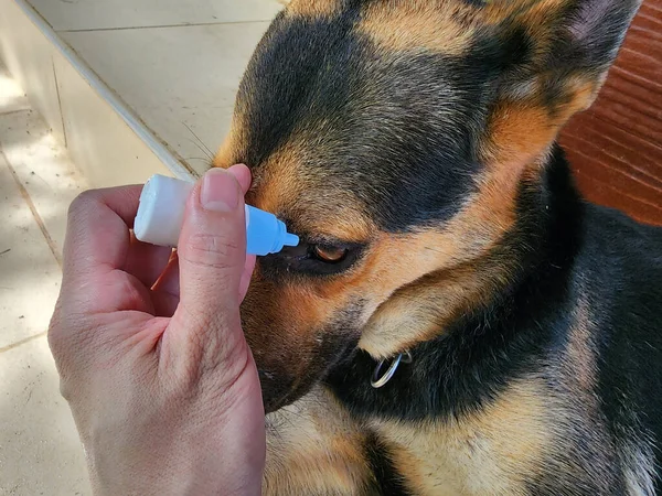 Köpeğin Göz Tahrişi Var Yaralı Iltihaplı Gözler Bir Veterineri Tedavi - Stok İmaj