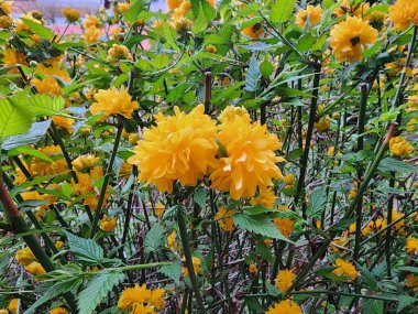 Kerria japonica sarı çiçekli yaprak döken bir çalıdır. Süslü bir bahçe bitkisi olarak yetiştirilir ve iltihap önleyici ve öksürük ilacı olarak kullanılabilir..