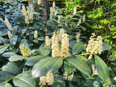Prunus laurocerasus, kirazgiller (Felidae) familyasından bir bitki türü. Parkta çit olarak kullanılıyor..