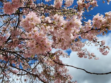Prunus serrulata birçok farklı türe sahiptir. Pembe, beyaz, güzel buketler gibi birçok renkte çiçekler.