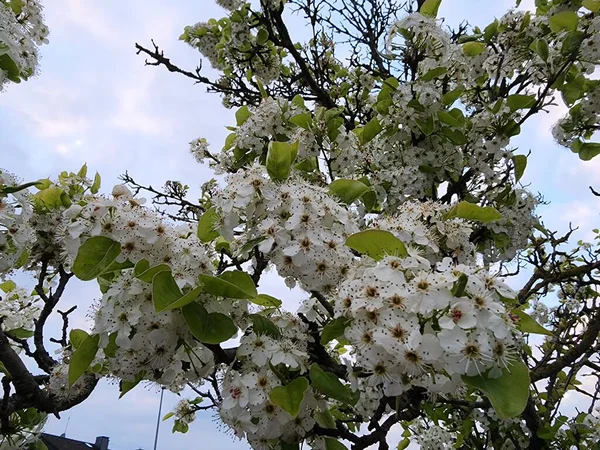 Prunus Yedoensis Flores Blancas Cada Pétalo Tiene Número Diferente Pétalos — Foto de Stock