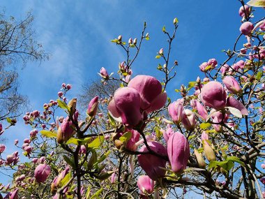 Günümüzde birçok manolya türü var, çiçekler birçok renkte ve hafif bir kokuya sahipler. Ayrıca kadın cinsinin de sembolüdür. Mor çiçeklere pembemsi mor Çiçekler açar Mart 'tan Nisan' a