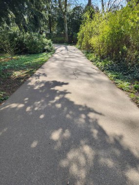 Doğanın ortasında beton zemin patikası, açık bir günde parktaki ağaçlar. Yazın