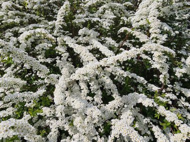 Spirea Wangutta, gür yeşil yapraklı bir ağaçtır. Dalların üzerinde bir demet küçük beyaz çiçekler var. Dallara yapışmış kar gibi.