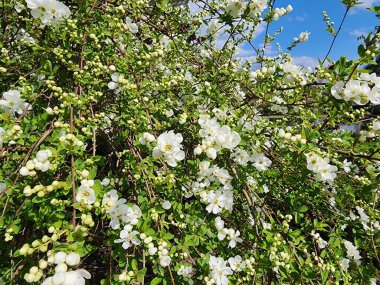 Exochorda racemosa bir tepe örtüsü bitkisidir. İnci gibi beyaz dallar üzerinde çiçek açarlar. Gül familyasından bir ağaç..