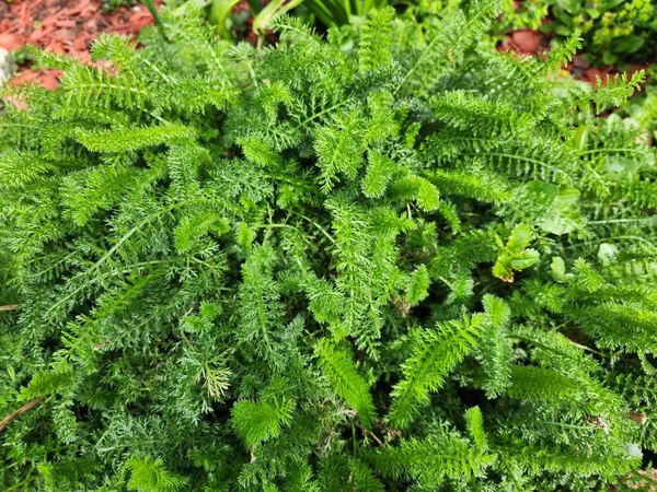 Achillea millefolium, a plant with many small leaves on either side of the stem. When crushed, it smells good. The leaves can be made into tea. popularly planted as an ornamental plant