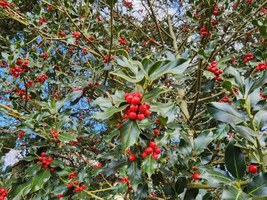 Ilex aquifolium, parlak yeşil dikenli yaprakları ve parlak kırmızı çilekleri olan uzun ömürlü bir çalılıktır..