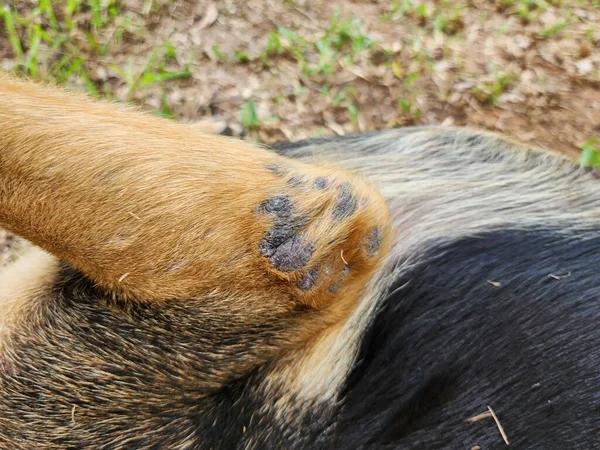 Elbow callus: The problem of inside elbows in dogs is most common in dogs that have a habit of sleeping on hard surfaces regularly, resulting in thick, black skin. causing chronic wounds