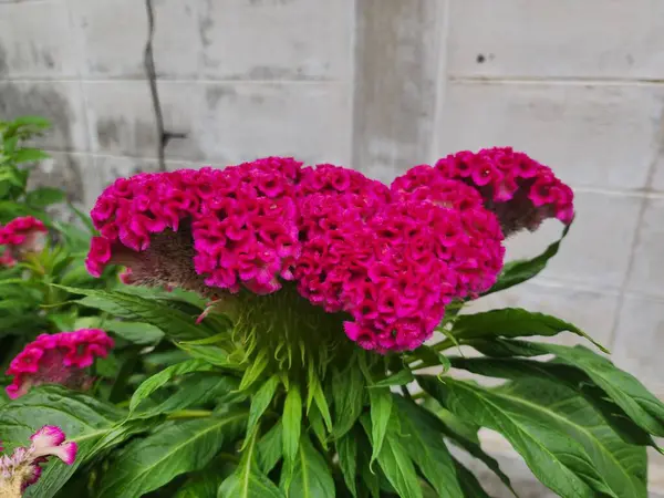 Celosia argentea is a herbaceous plant with flowers in a bouquet at the tip of a cylindrical shape and cockscomb-shaped with velvet-like petals in many colors such as bright red, white and yellow.