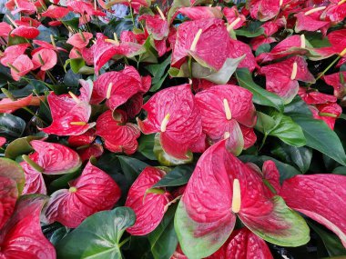 Anthurium is an herbaceous plant. The inflorescence sheaths are heart-shaped. There are many colors and is popularly grown as an ornamental plant.