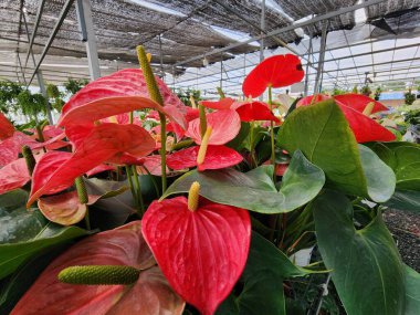 Anthurium is an herbaceous plant. The inflorescence sheaths are heart-shaped. There are many colors and is popularly grown as an ornamental plant.