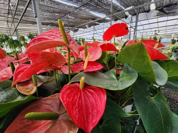 Anthurium is an herbaceous plant. The inflorescence sheaths are heart-shaped. There are many colors and is popularly grown as an ornamental plant.